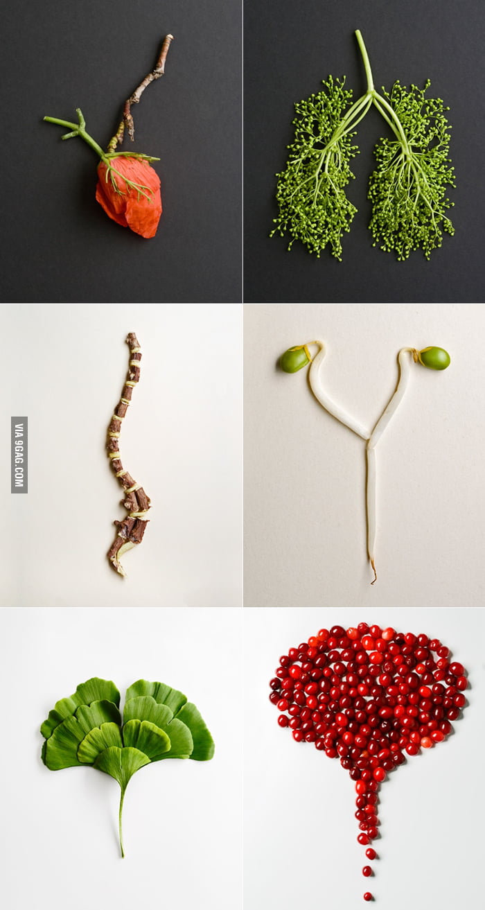 Food Organs 9GAG