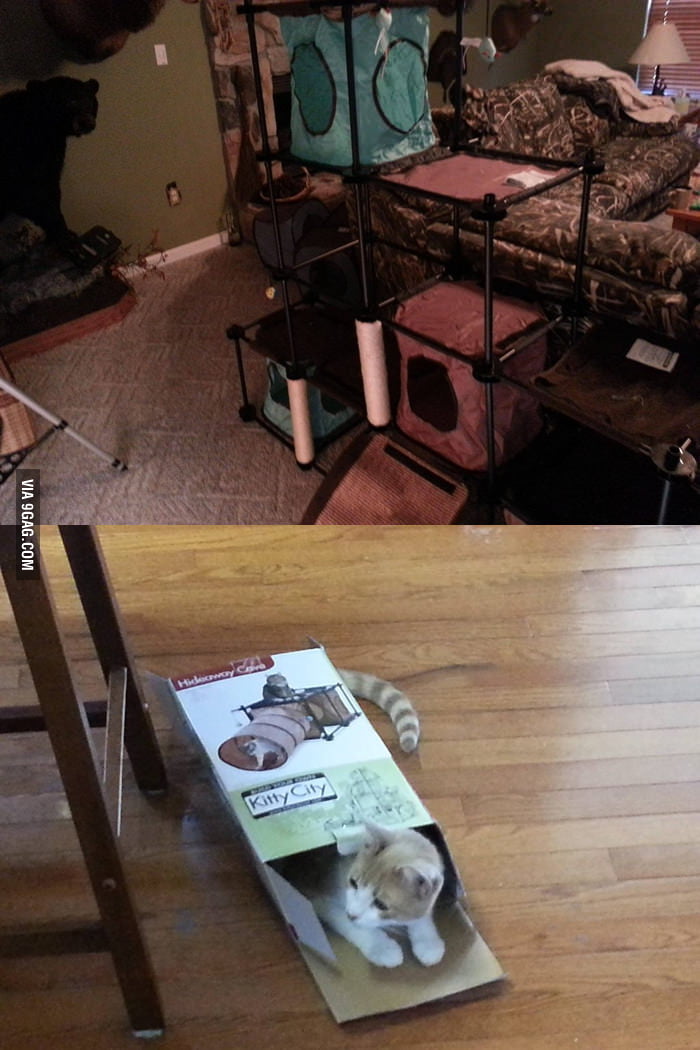 My cat is enjoying the Kitty City I built for her.