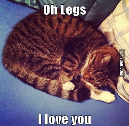 Happy Cat - 9GAG