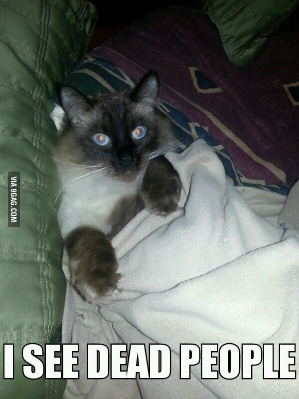 He sees dead cats. - 9GAG