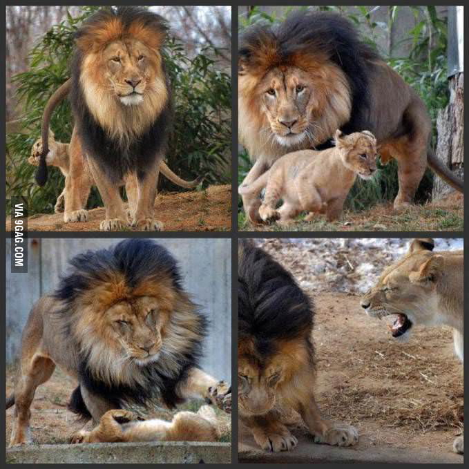 Male Lion Is Afraid Of His Wife 9GAG