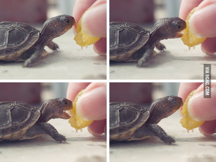 Happy tiny turtle.