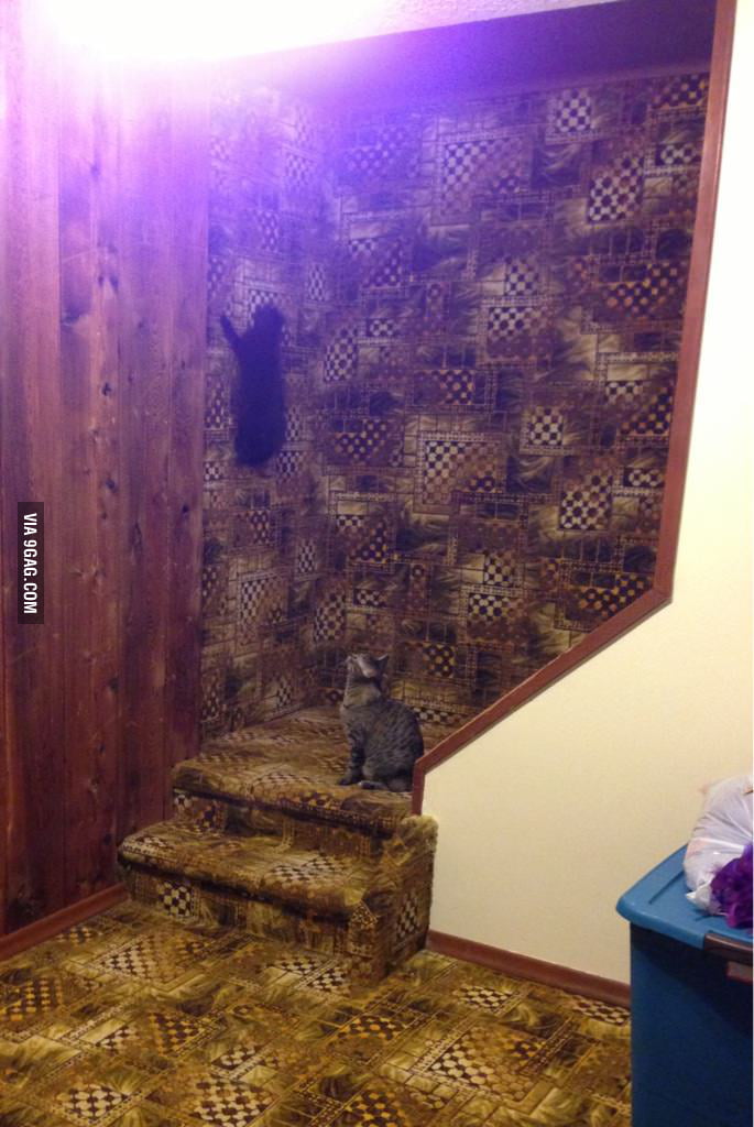 My cats love the carpeted wall. 9GAG