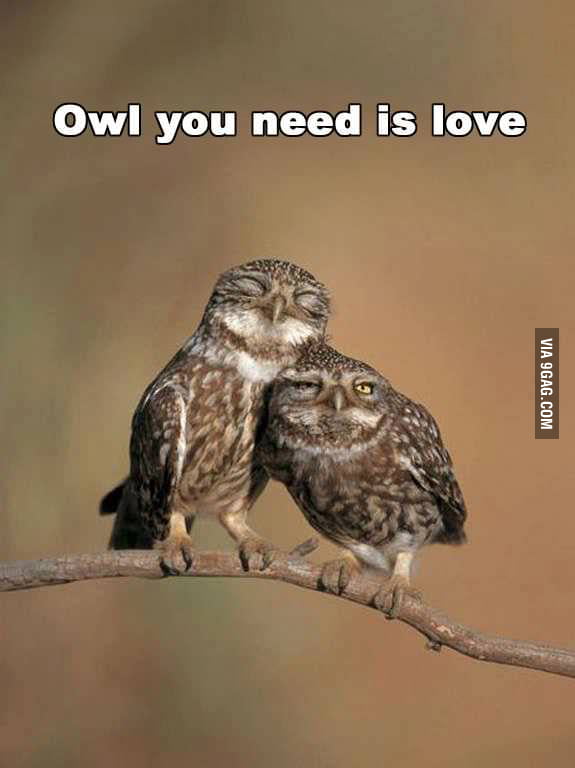 Owl You Need Is Love 9gag