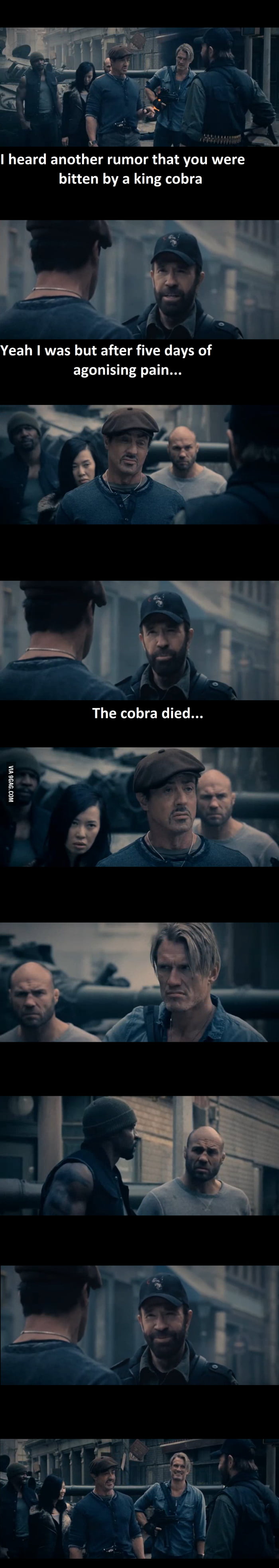 Chuck Norris was bitten by a King Cobra... - 9GAG