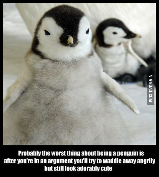 Penguins 9gag