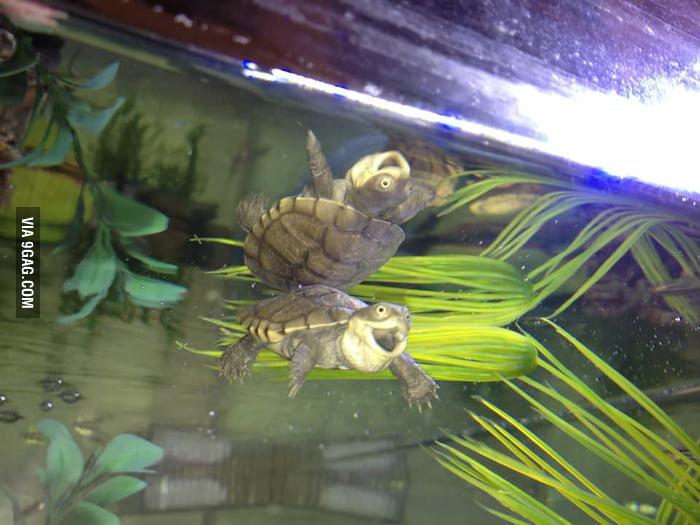 My friend's turtle is super happy. - 9GAG