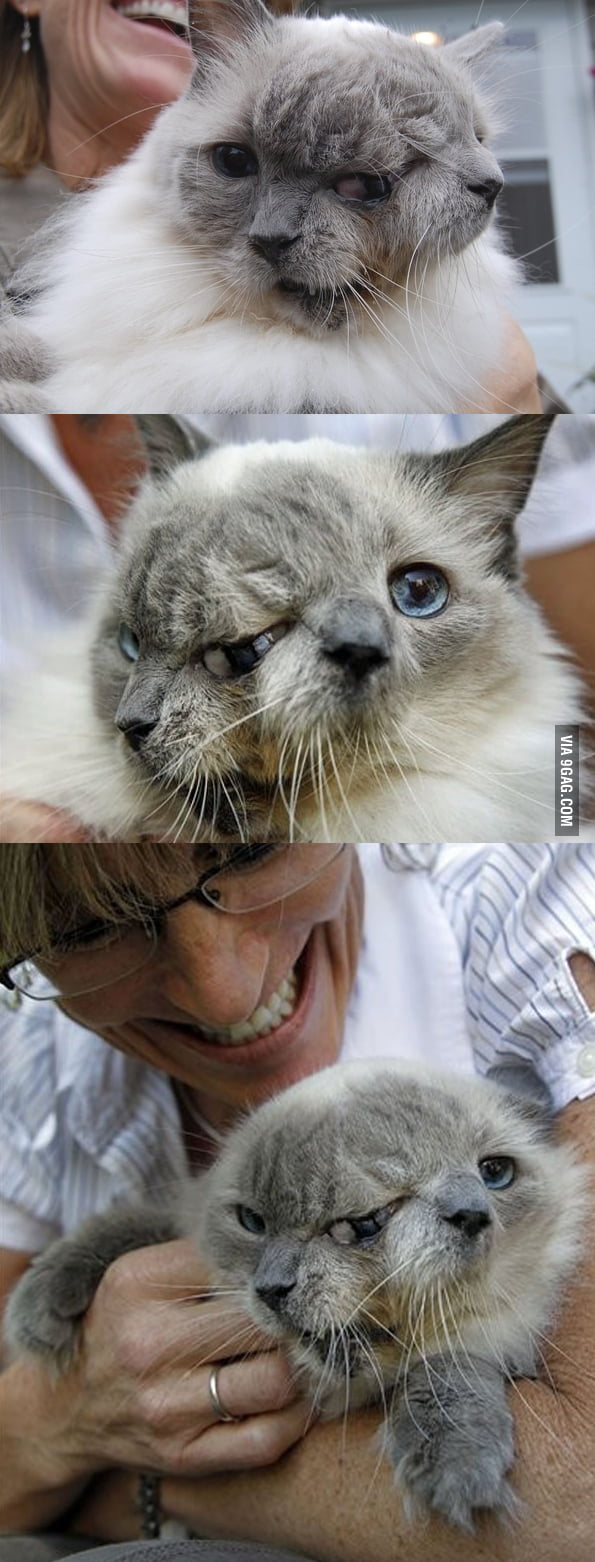 Frank And Louie The Two Faced Cat 9gag