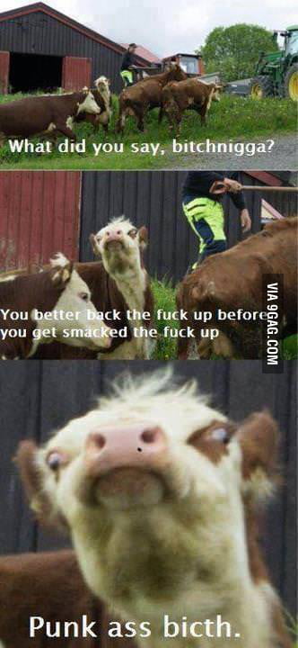 Cows Are Scary - 9gag