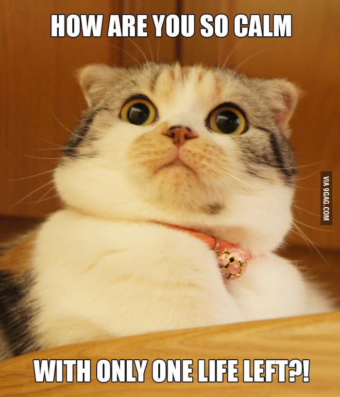 Astonished cat - 9GAG