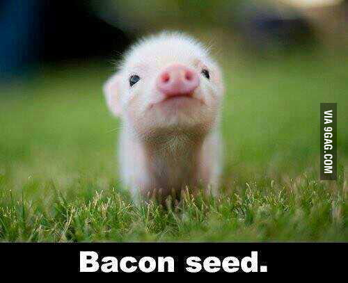 Little bacon seed - 9GAG