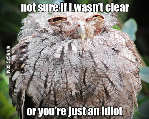 Tawny frogmouth - 9GAG