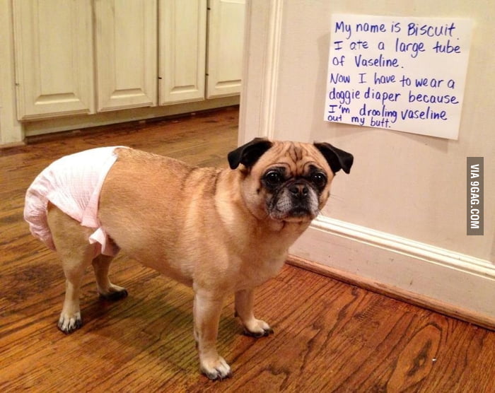 This pug is unplugged