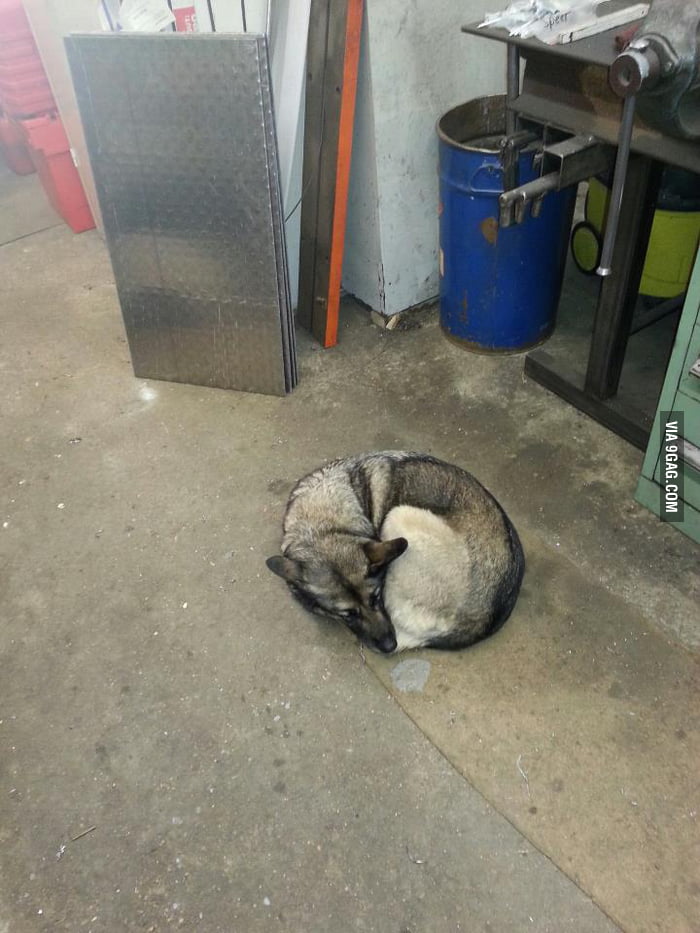 Mozilla Firedog - 9GAG
