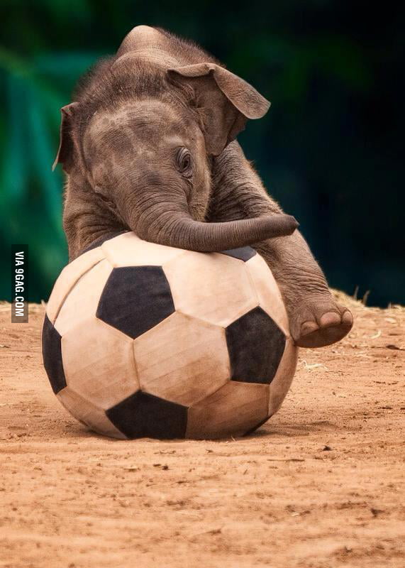 Baby elephant playing with a soccer ball - 9GAG