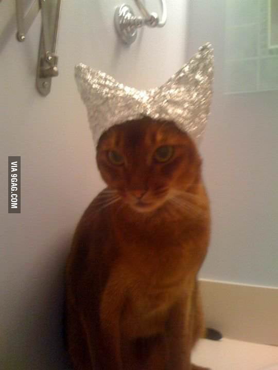 Tin Foil Cat 9GAG