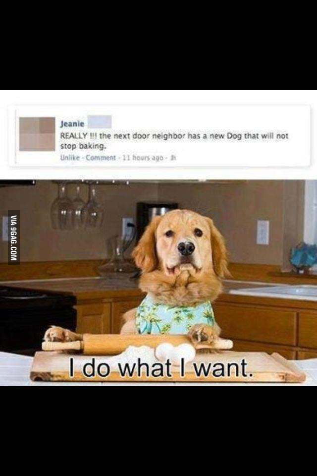 Dogs has rights too! 9GAG