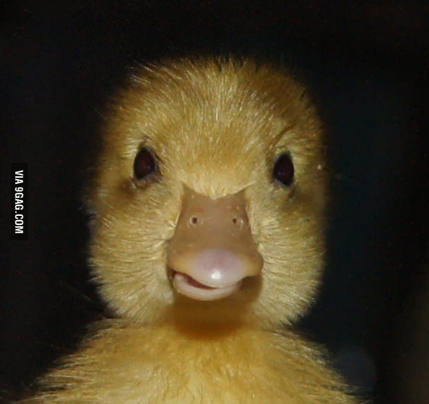 Disgruntled Duck - 9GAG