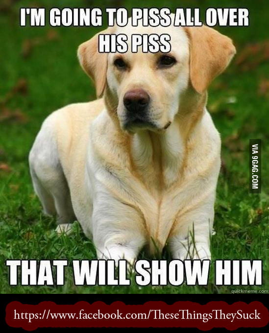 I'm going to piss all over his piss - 9GAG