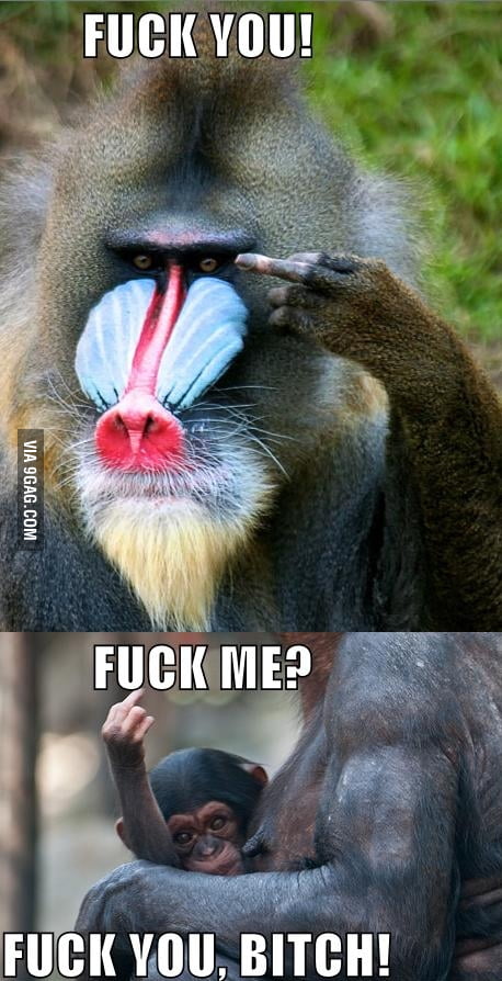 Angry monkeys - 9GAG