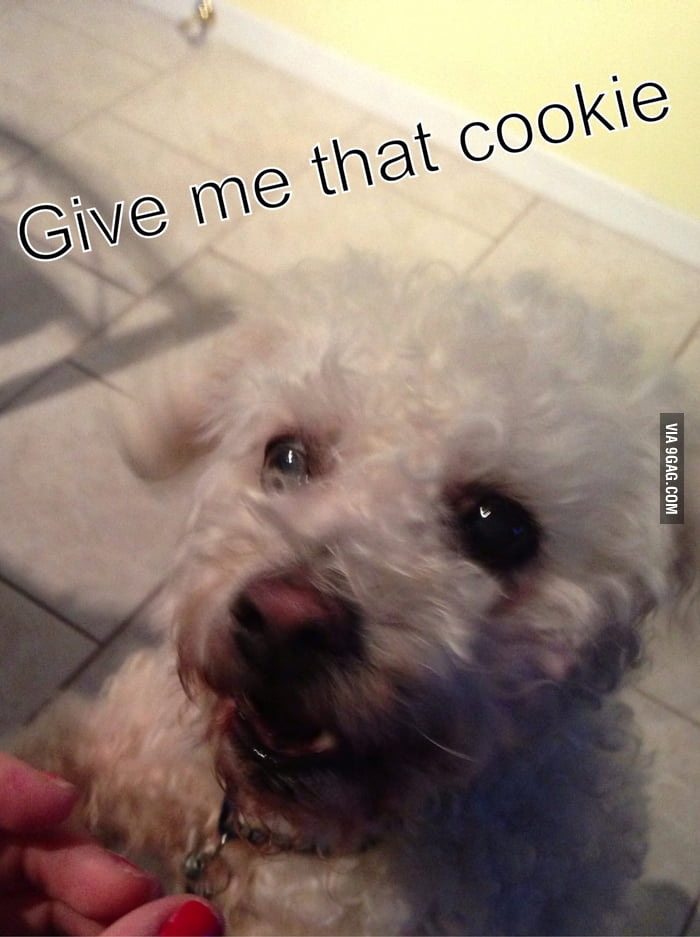 Doggy want some cookie 9GAG