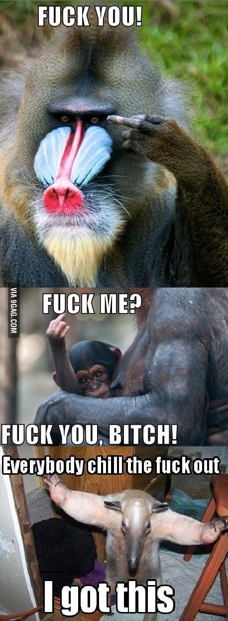 Angry Monkeys [Fixed] - 9GAG