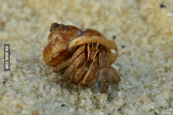 Ridiculously photogenic hermit crab - 9GAG