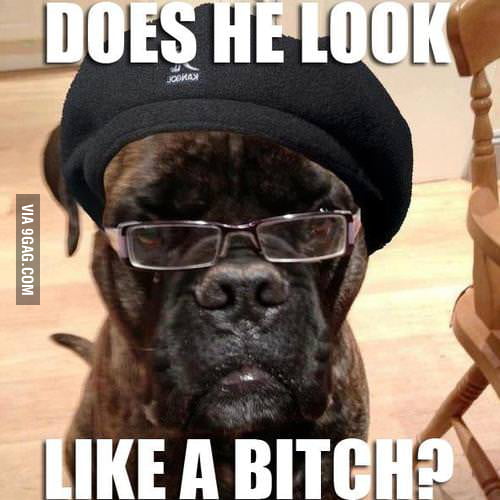 Samuel L. Jackson's dog - 9GAG