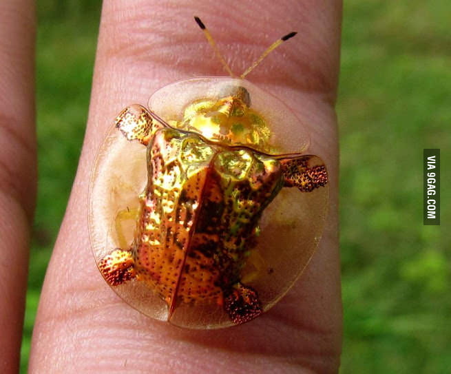 Golden turtle bug - 9GAG