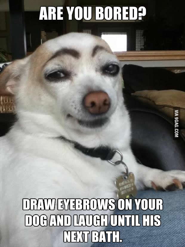 Dogs don't have eyebrows - 9GAG