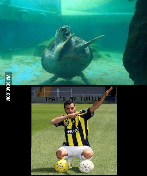 Daniel Guiza's turtle - 9GAG