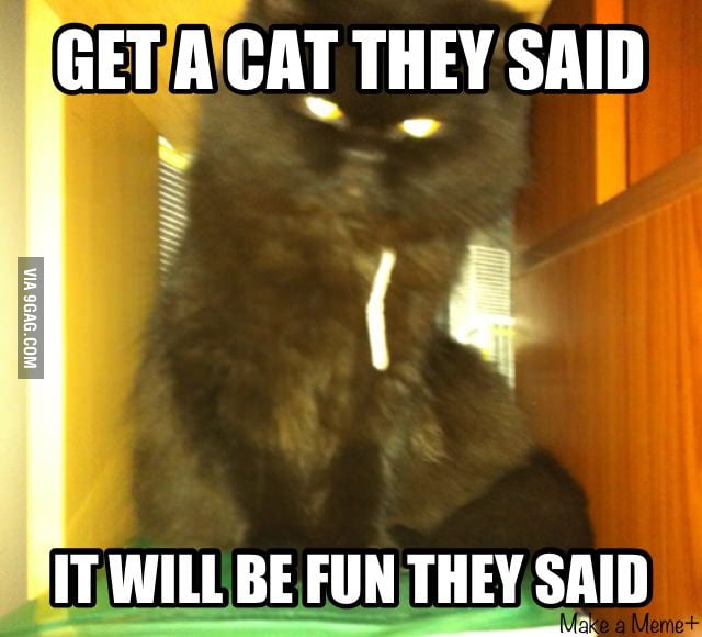 Get a cat they said ! - 9GAG
