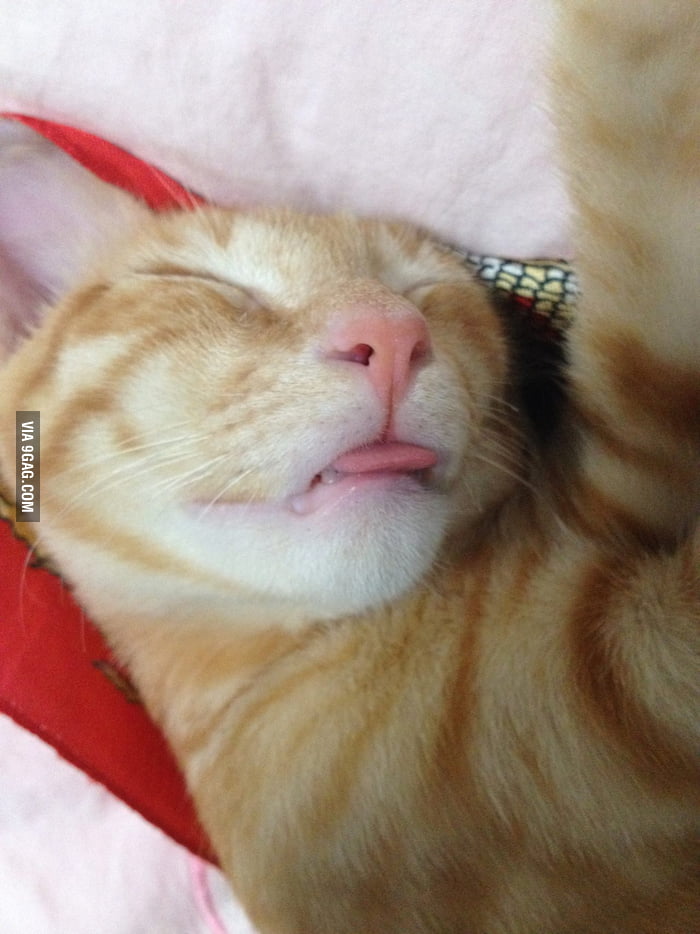 This is how my kitten likes to sleep 9GAG