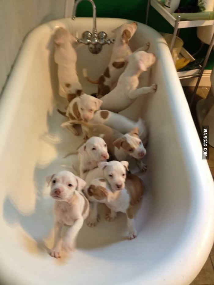 Just a bathtub full of puppies 9GAG