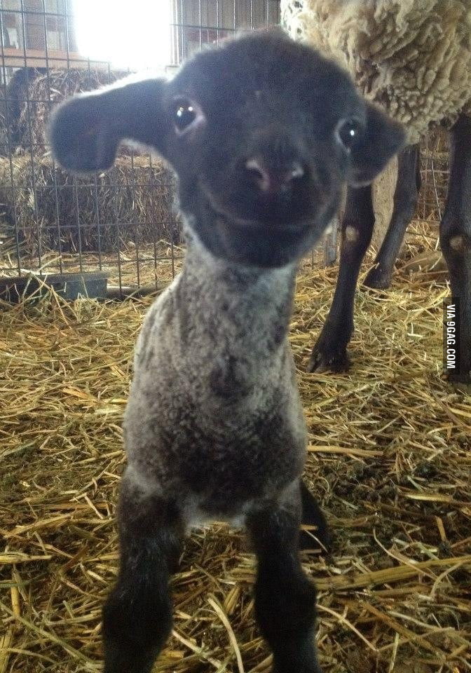 This lamb doesn&rsquo;t know what sadness is - 9GAG