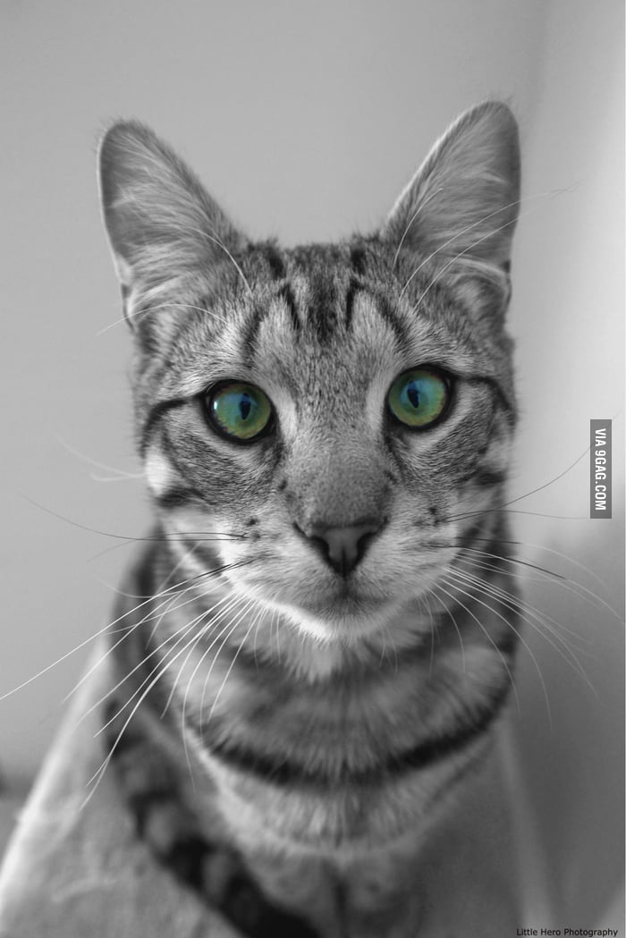 how-long-can-you-stare-into-these-eyes-for-9gag