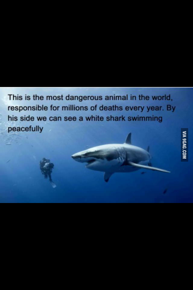 The most dangerous animal - 9GAG