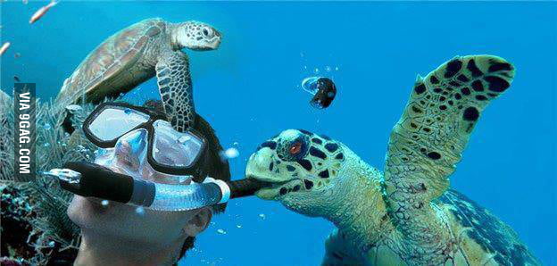 smarturtle