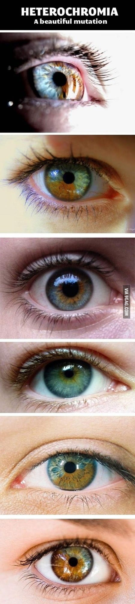 Heterochromia. - 9GAG