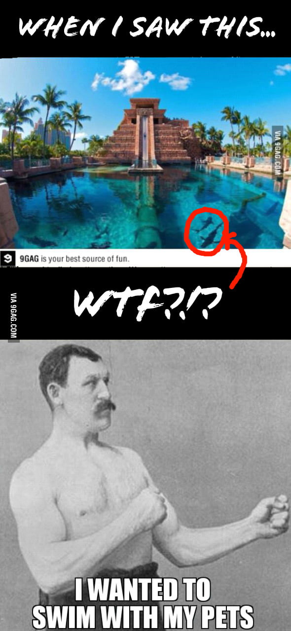 Are Those Sharks Wtf 9GAG