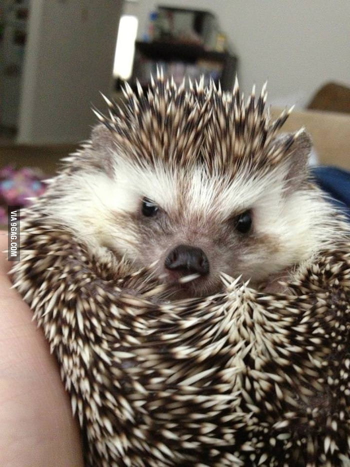 Angry hedgehog - 9GAG