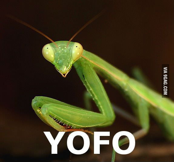Bad luck praying mantis 9GAG