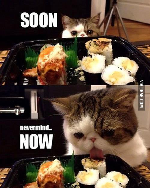 The cat who loves sushi 9GAG