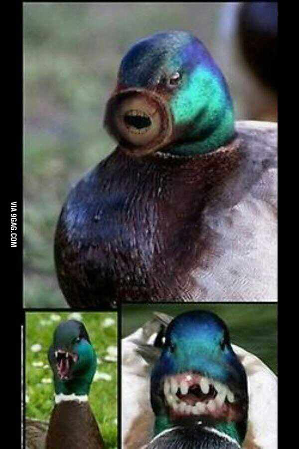 Ducks without beaks 9GAG