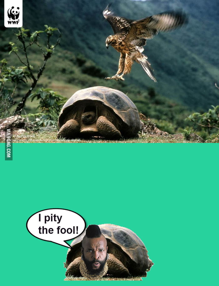 i-also-pity-the-fool-9gag