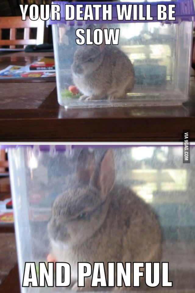 28,260 points - Angry bunny is angry - 9GAG has the best funny pics, gifs, ...