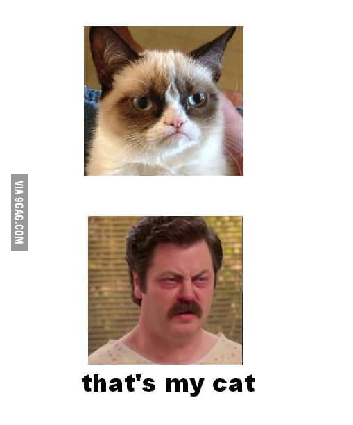 Ron Swanson's cat - 9GAG