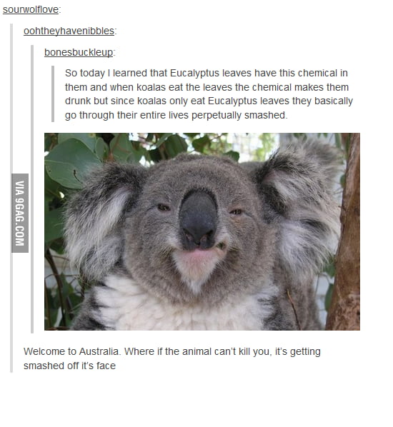 Koalas. - 9GAG