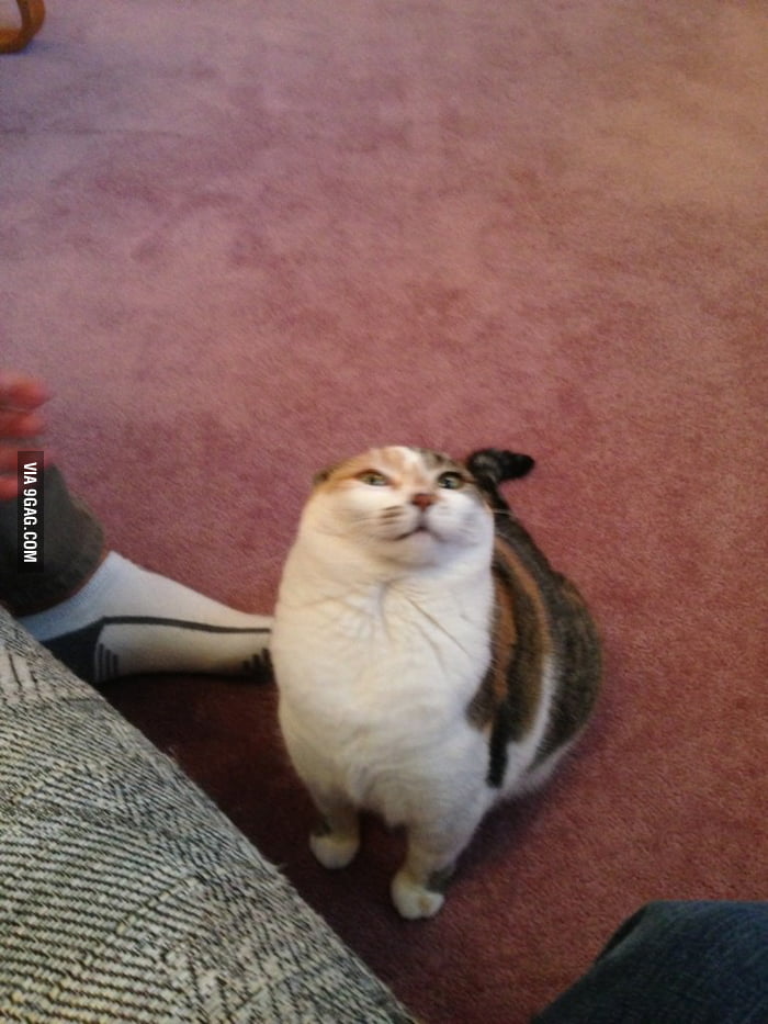 Whenever the vacuum turns on - 9GAG