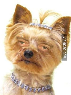 Just a Dog with Steve Buscemi s Eyes 9GAG